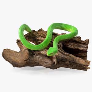 Hanging Trunk Green Snake Trimeresurus