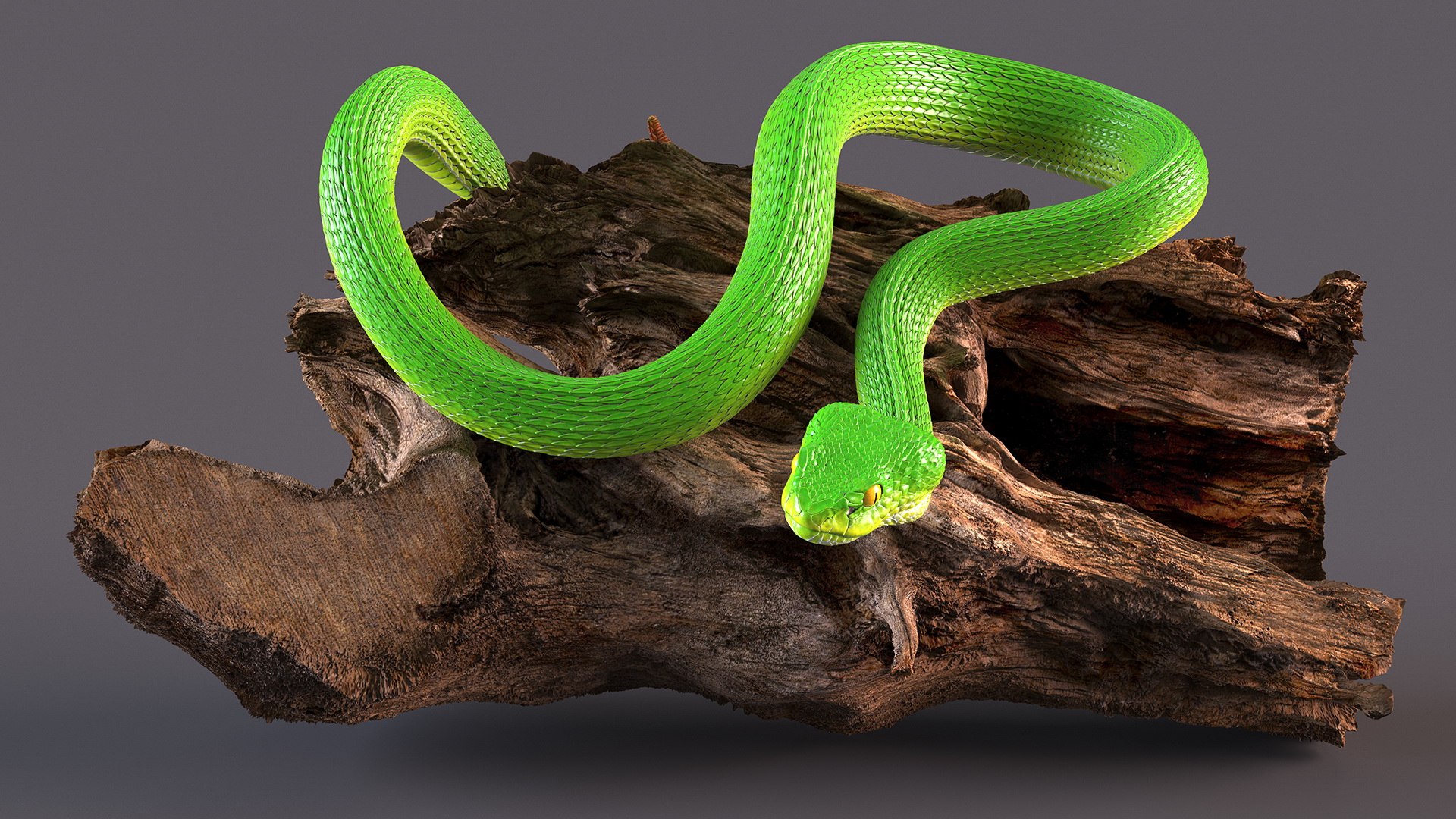 3D Hanging Trunk Green Snake Trimeresurus - TurboSquid 2106168