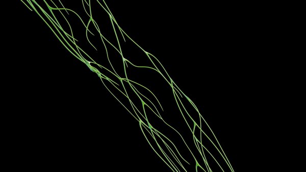 Human Female Body Skeleton and Lymphatic Systems3Dモデル TurboSquid 2010133