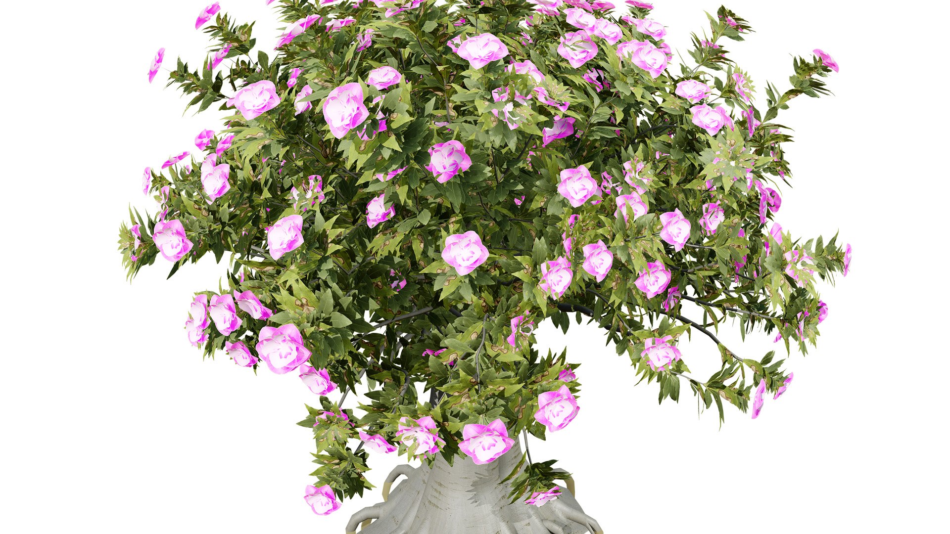 Exotic Desert Rose Collection model https://p.turbosquid.com/ts-thumb/EP/qeNWmD/AK/arabiankudutreesadeniumobesumthirdvariationz56l/jpg/1762040566/1920x1080/fit_q87/3f42dc72d2d500c9c2ee628ce1ac3a08d1fe1221/arabiankudutreesadeniumobesumthirdvariationz56l.jpg