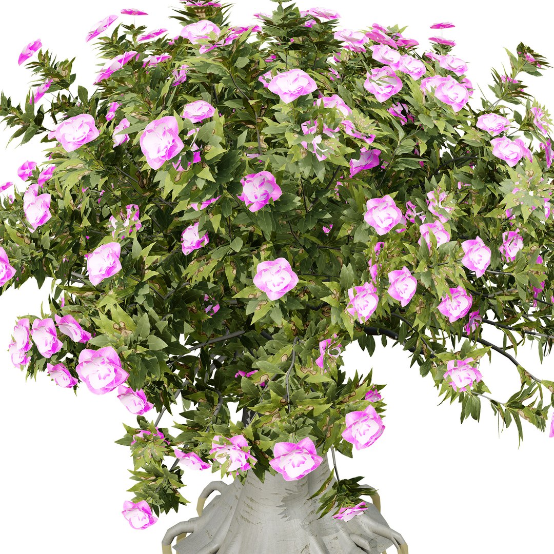 Exotic Desert Rose Collection model https://p.turbosquid.com/ts-thumb/EP/qeNWmD/N6/arabiankudutreesadeniumobesumthirdvariationz56/jpg/1762040571/1920x1080/fit_q87/6160a819c4a20129fc0c056a9702578247e1e003/arabiankudutreesadeniumobesumthirdvariationz56.jpg