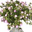 Coleção de Rosas Exóticas do Deserto