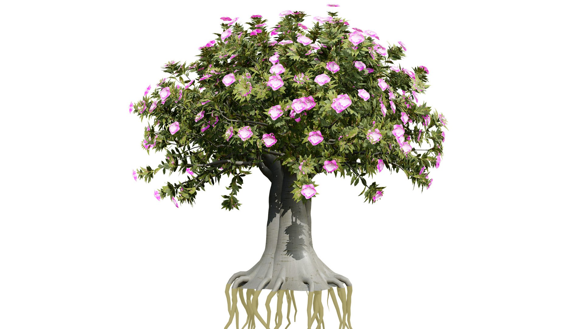 Exotic Desert Rose Collection model https://p.turbosquid.com/ts-thumb/EP/qeNWmD/mR/01arabiankudutreesadeniumobesumthirdvariationc56fdsl/jpg/1762040562/1920x1080/fit_q87/09ec776e696b334e9080215aafe3b64b2ab2ec27/01arabiankudutreesadeniumobesumthirdvariationc56fdsl.jpg