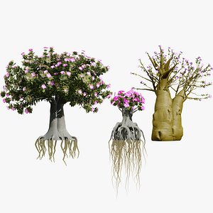 Exotic Desert Rose Collection