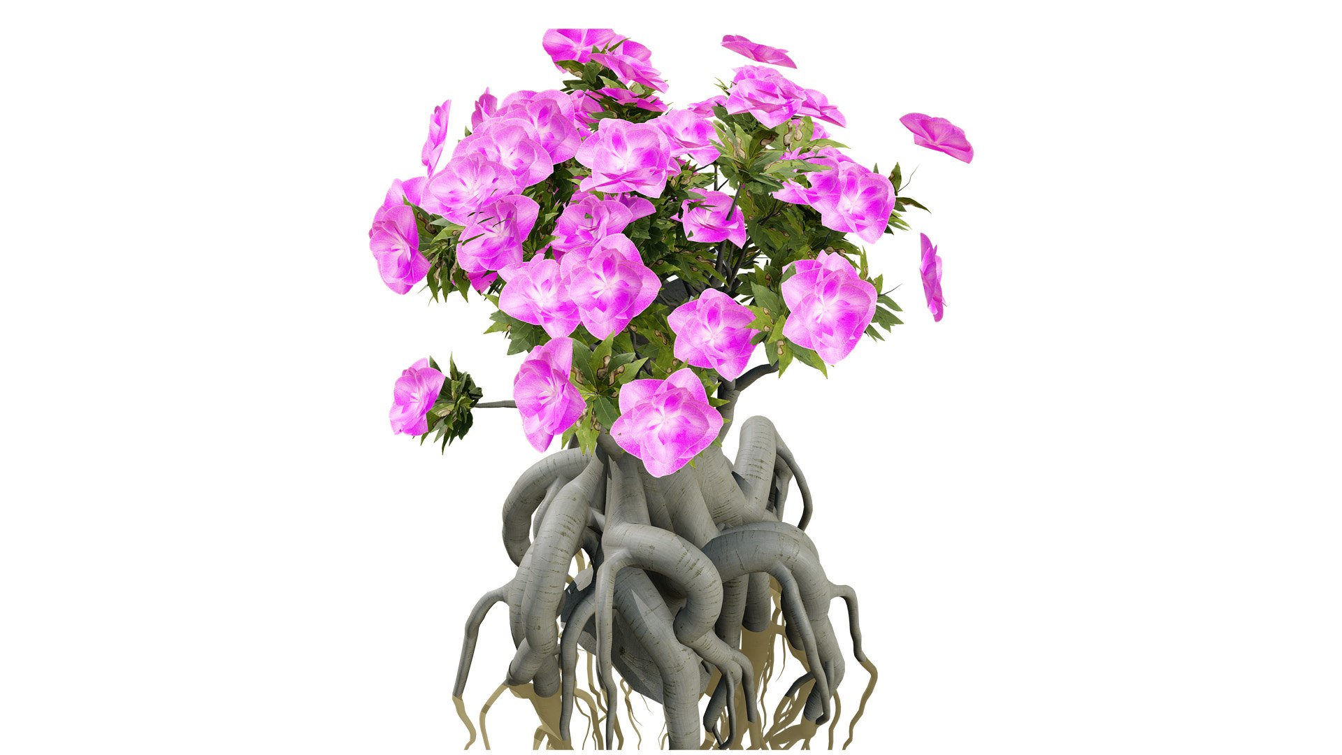 Exotic Desert Rose Collection model https://p.turbosquid.com/ts-thumb/EP/qeNWmD/tq/arabiankudutreesadeniumobesumsecondvariationz562l/jpg/1762040565/1920x1080/fit_q87/5da7f4e381b27b1bd7bbbea63ec44830c14d8b84/arabiankudutreesadeniumobesumsecondvariationz562l.jpg