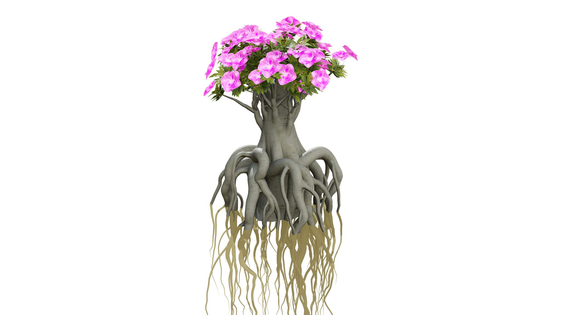 Exotic Desert Rose Collection model https://p.turbosquid.com/ts-thumb/EP/qeNWmD/yC/arabiankudutreesadeniumobesumsecondvariationwqel/jpg/1762040564/1920x1080/fit_q87/d0f3787f24e9788387bbd7144d8c83016be2cb4a/arabiankudutreesadeniumobesumsecondvariationwqel.jpg