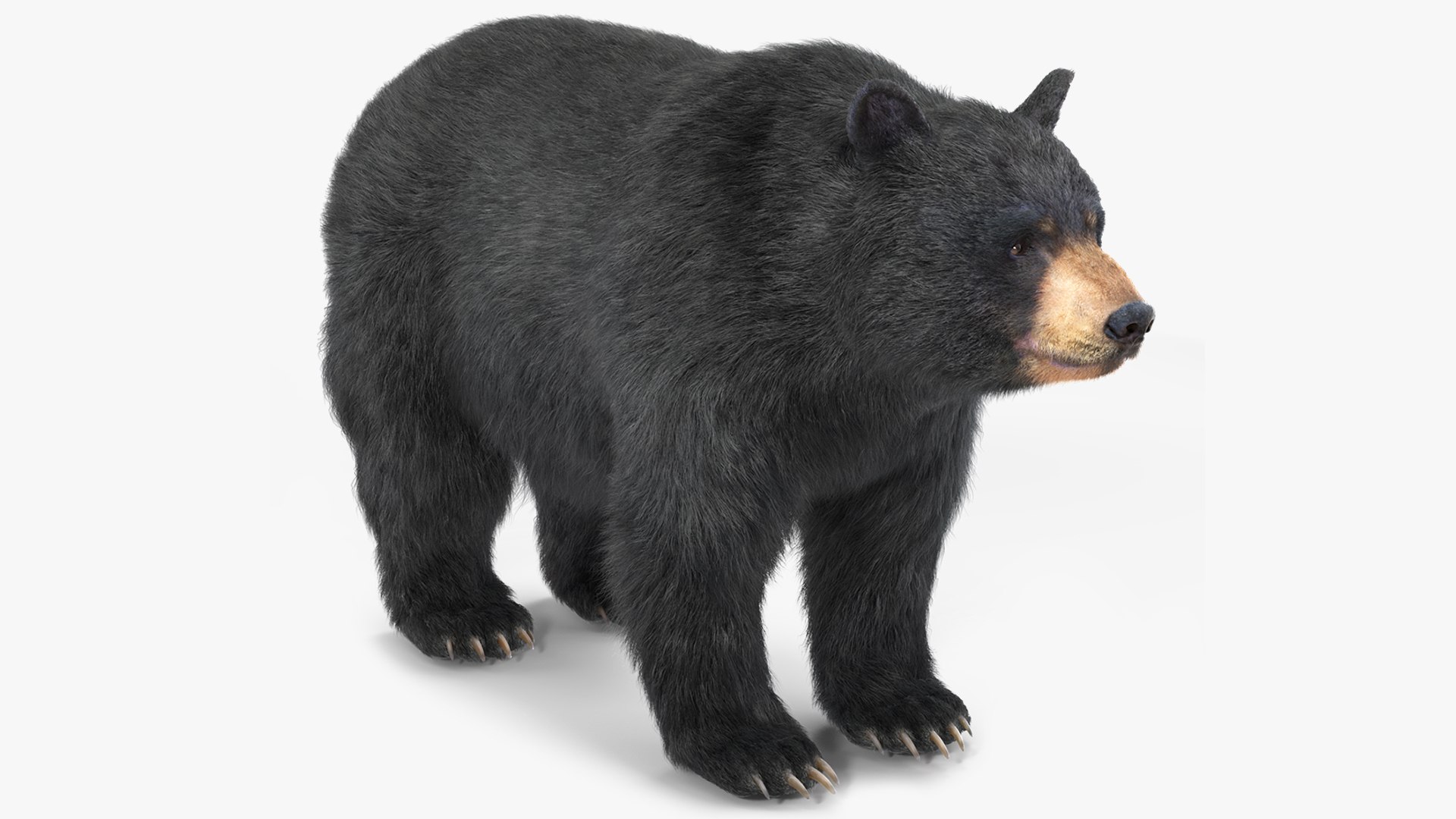 Black Bear Fur 3D model preview