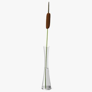 3D Typha Latifolia in Glass Vase model