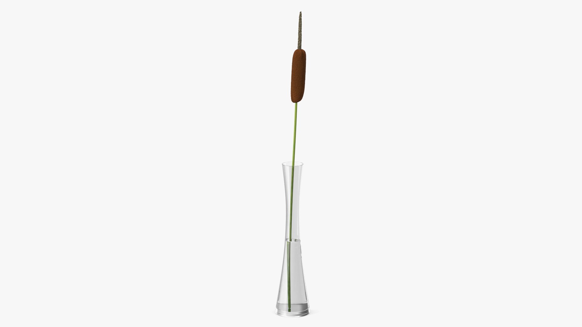 Typha Latifolia in Glass Vase 3D model preview