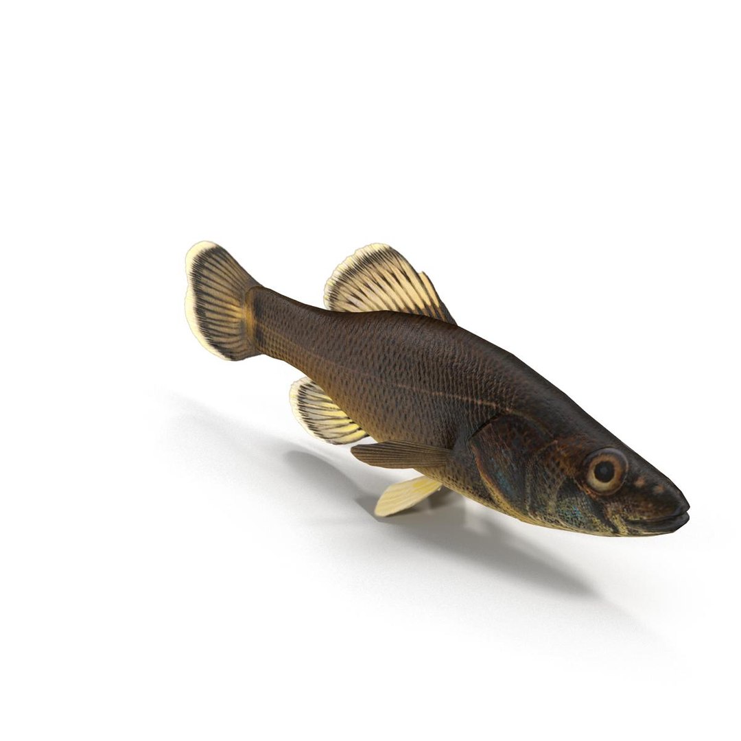 3d fish https://p.turbosquid.com/ts-thumb/EQ/9uCE7n/5mzawt6Z/render_2/jpg/1474023623/1920x1080/fit_q87/192ff746aa68828768bb5bc05f6ab3de55d4db83/render_2.jpg