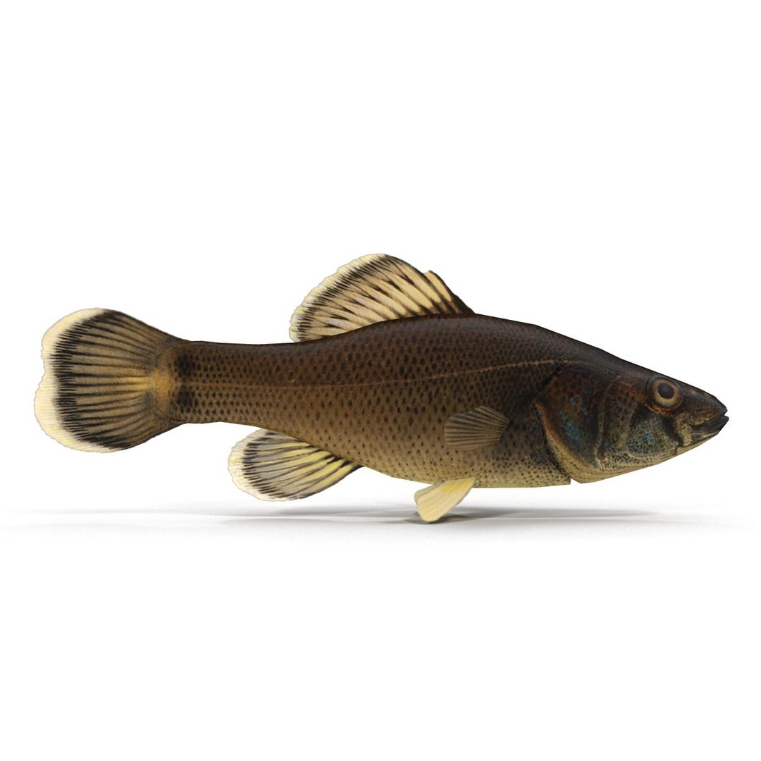 3d fish https://p.turbosquid.com/ts-thumb/EQ/9uCE7n/FfzsMOOt/render_4/jpg/1474023623/1920x1080/fit_q87/e021863f0f75db7f94e57264c812ec0ef04ba2a3/render_4.jpg