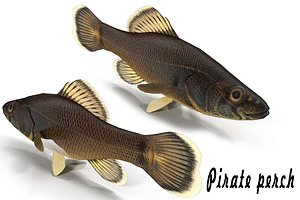 3d fish