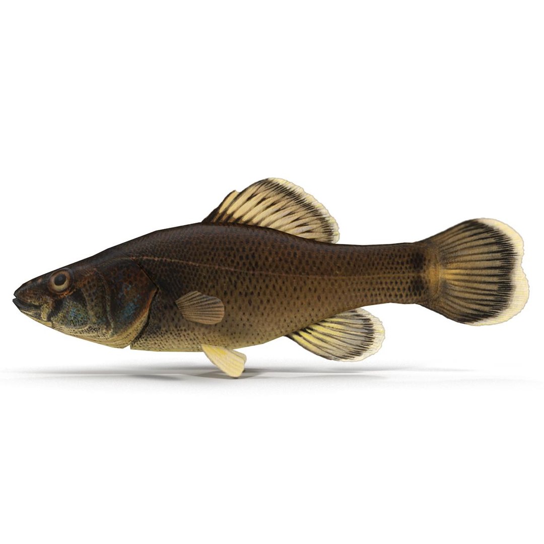 3d fish https://p.turbosquid.com/ts-thumb/EQ/9uCE7n/vDO4r5Kj/render_3/jpg/1474023623/1920x1080/fit_q87/0746577340d00d3155364f864226d639652d52ae/render_3.jpg