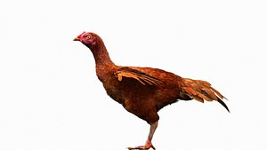 Hen 3D