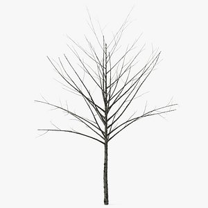 3D Bare Winter Tree model