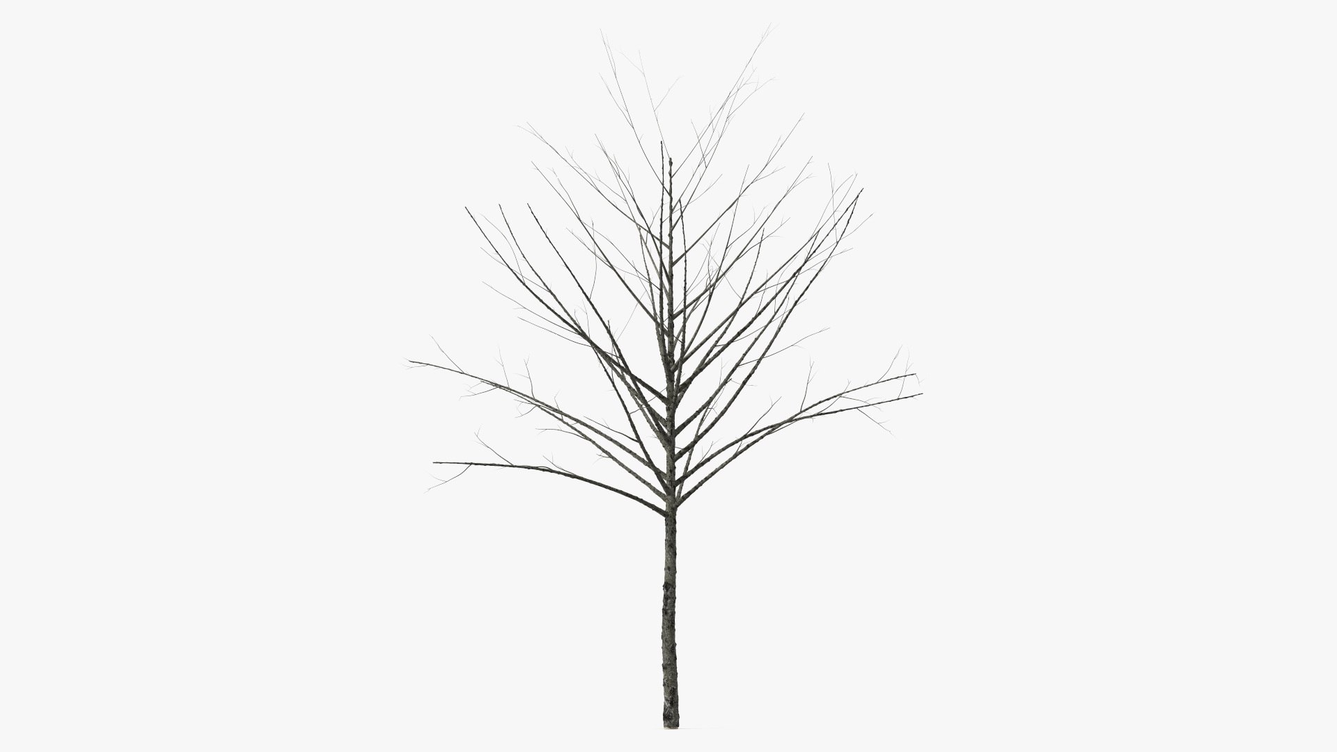 Young Tree Red Maple Collection 3D https://p.turbosquid.com/ts-thumb/EQ/K8wz3S/qy/barewintertreemb3dmodel001/jpg/1710398443/1920x1080/fit_q87/a6fb3c37c12e1f931e78bb4525a3472a073edb65/barewintertreemb3dmodel001.jpg