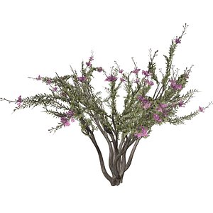 Crape Myrtle Tree - 02 -
