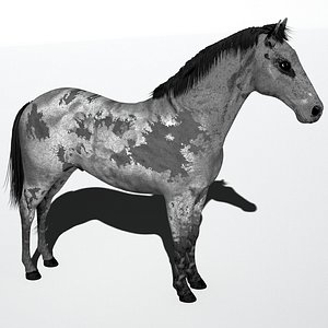 Mustang Horse