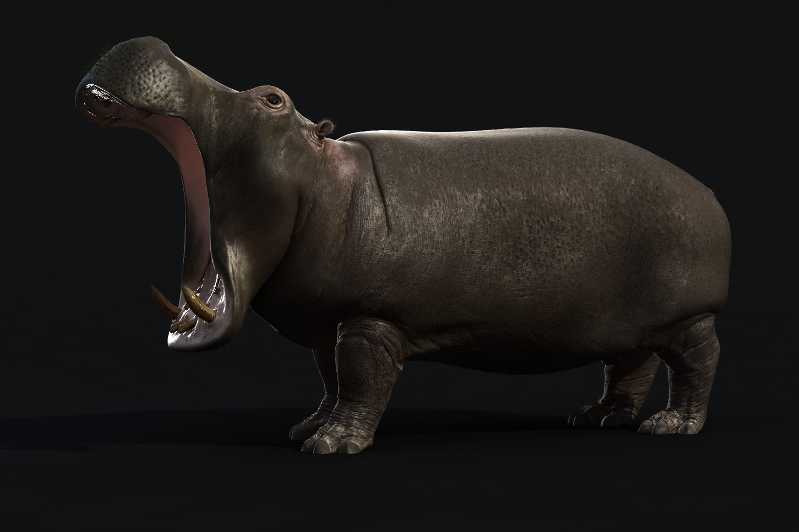 3d Realistic Rig