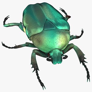 green scarab beetle standing 3D model
