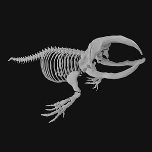 Bowhead Whale Skeleton