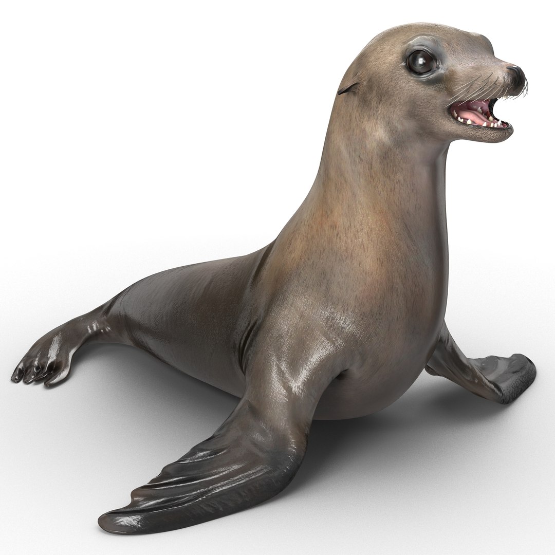 Sea Lion 3D model preview