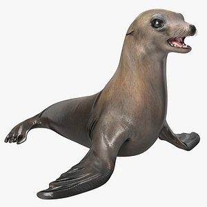 3d sea lion model