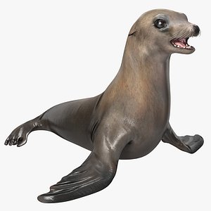 Sea Lion