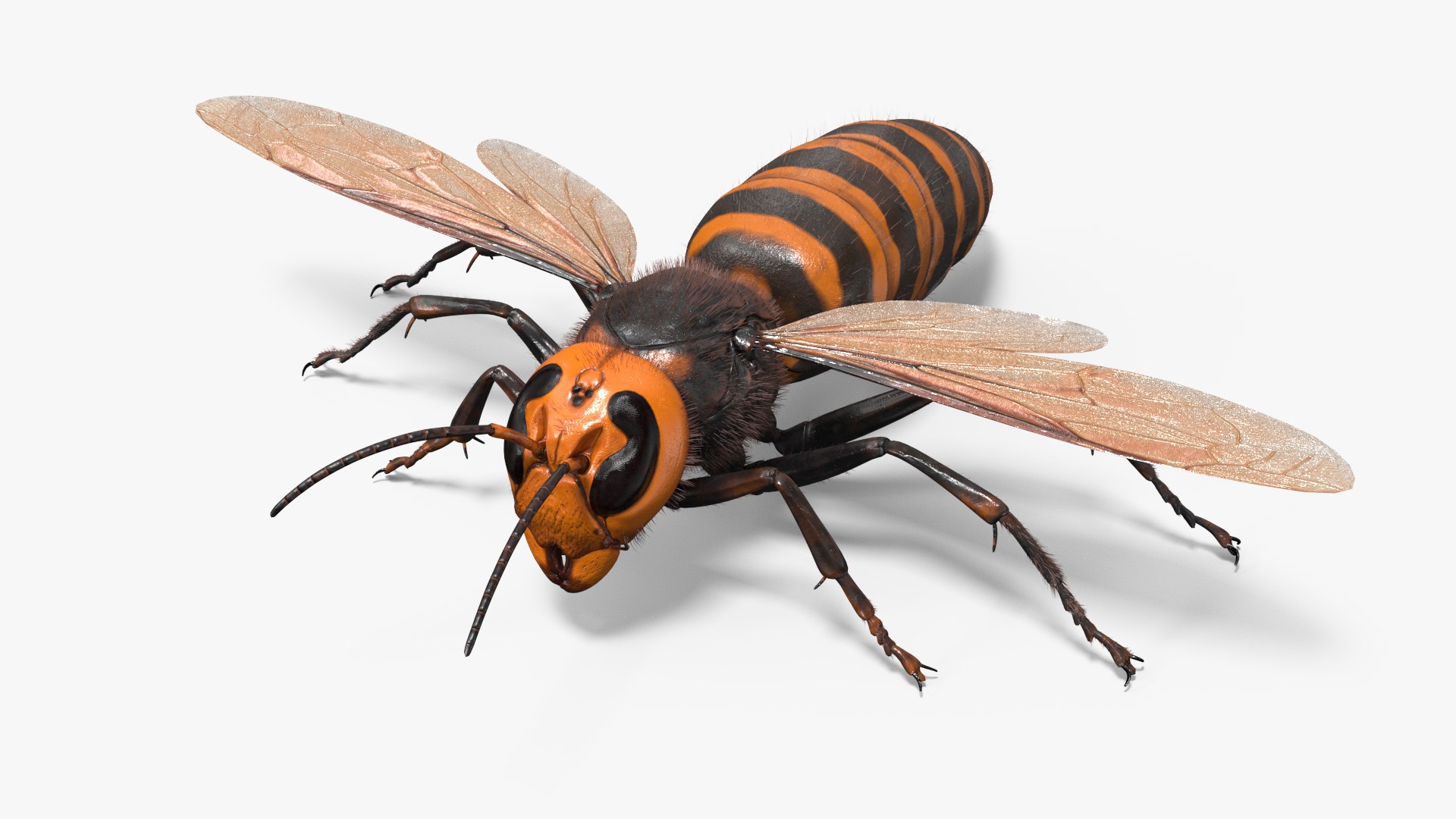 Huge Hornet Fur Base Pose 3D model preview