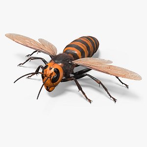 Huge Hornet Fur Base Pose