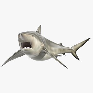 Carcharhinus Amboinensis Shark 3D model