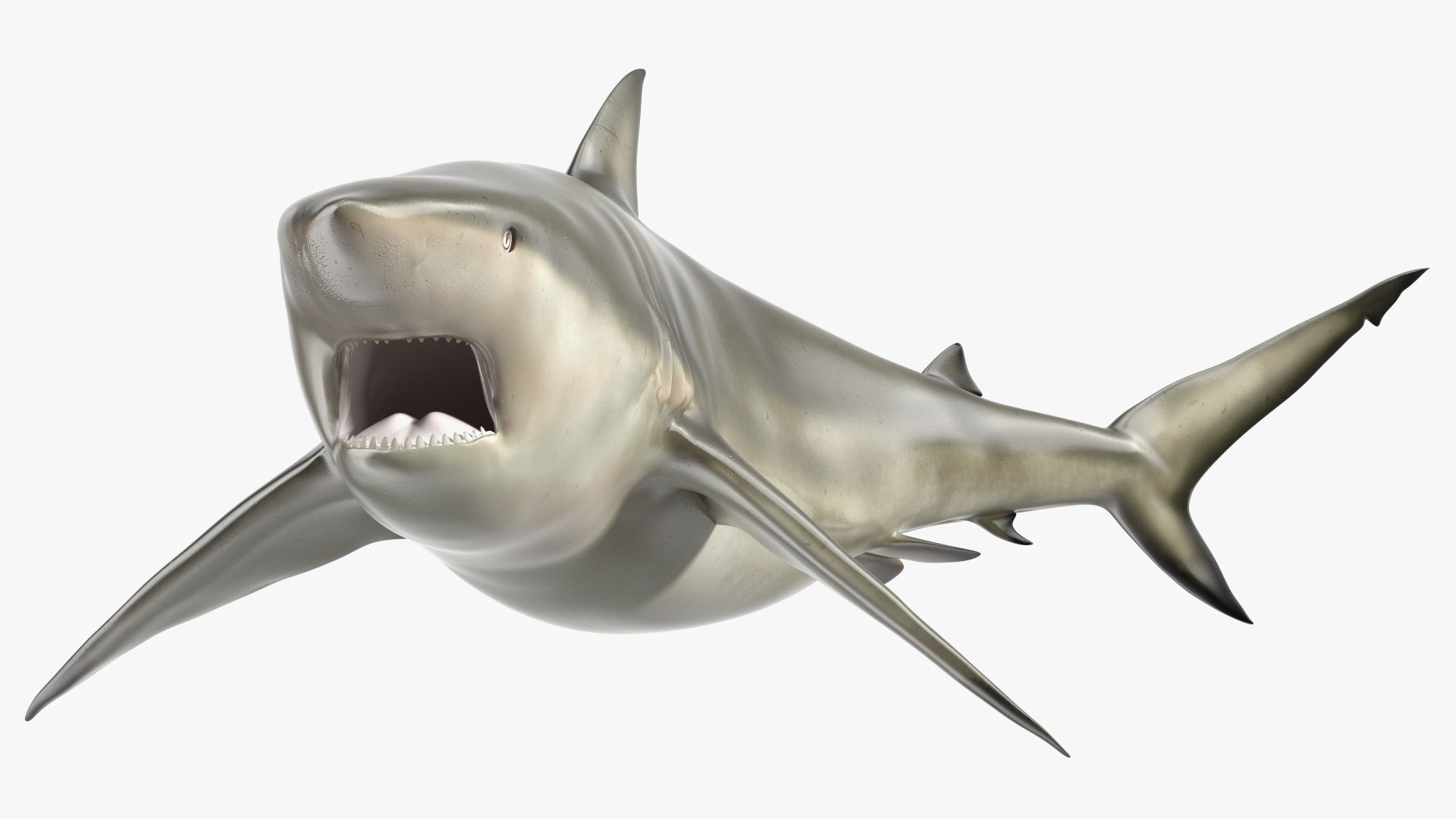Carcharhinus Amboinensis Shark 3D model preview