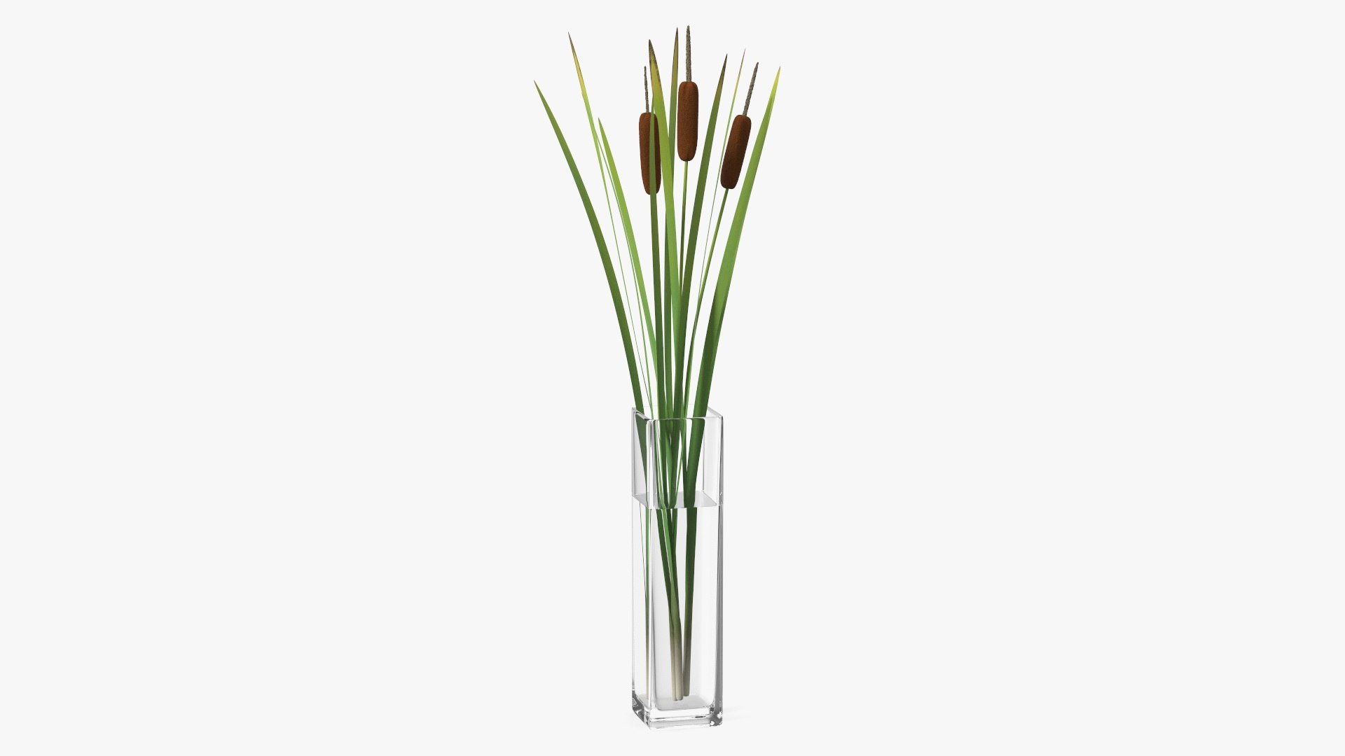 Cattail in Glass Vase 3D model preview