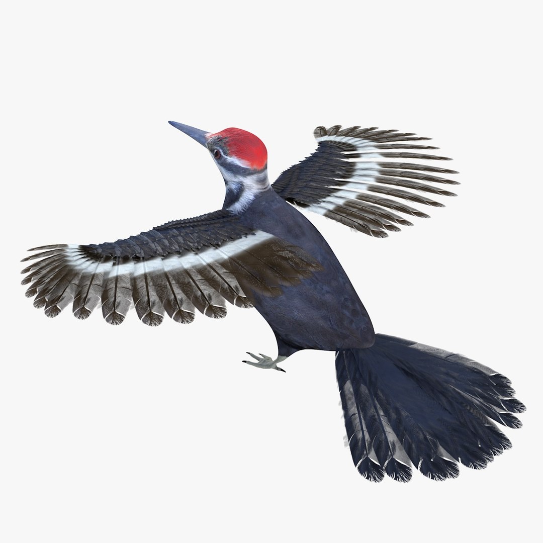 3D model bird woodpecker - TurboSquid 1536967