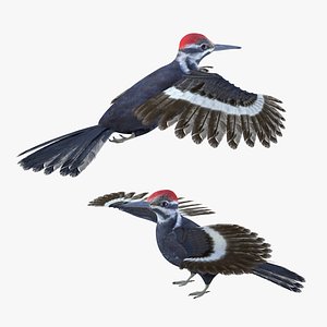 3D model bird woodpecker
