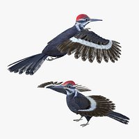 Woodpecker Bird Rigged