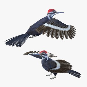 Woodpecker Bird Rigged