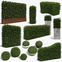Architectural Boxwood Hedges and Topiary Pack