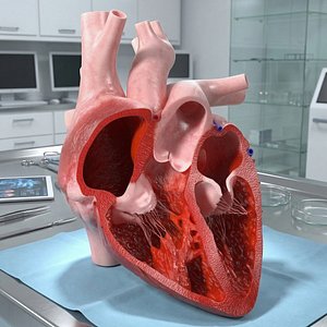 Human Heart Cross Section Anatomy Red