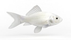3D Goldfish Fish