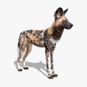African Wild Dog model