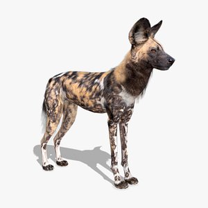 African Wild Dog
