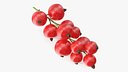 Red Currant Berries Branch