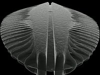 Diatom 3