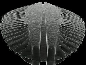 max diatom