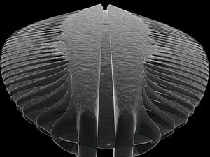 Diatom 3
