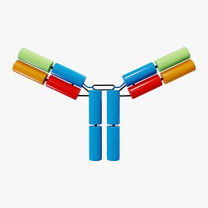 IgG2 B Antibody Protein Structure