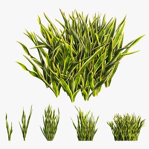 Sansevieria trifasciata plant 02