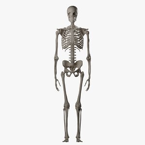 Male Skeleton 3D