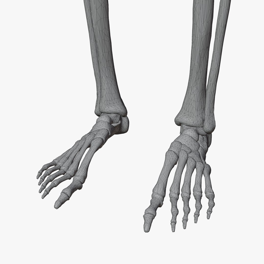 Male Skeleton 3D - TurboSquid 2059886